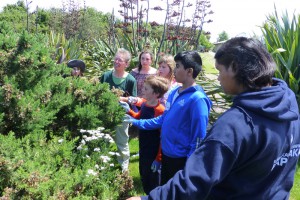 Students hunt for biocontrol insects on gorse.