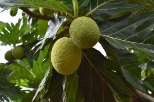 Breadfruit. Image: Ashay vb, CC BY-SA 4.0 <https://creativecommons.org/licenses/by-sa/4.0>, via Wikimedia Commons
