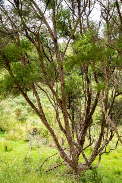Kānuka trees Kānuka trees