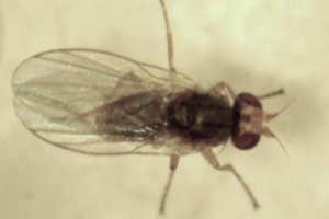 Introduced OMB leaf miner TN